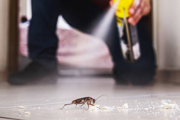 Best Flea Control Services  in Hinckley, MN